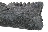 Bizarre Shark (Edestus) Jaw Section with Tooth - Carboniferous #269682-3
